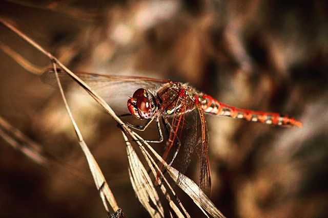 Dragonfly in close-up